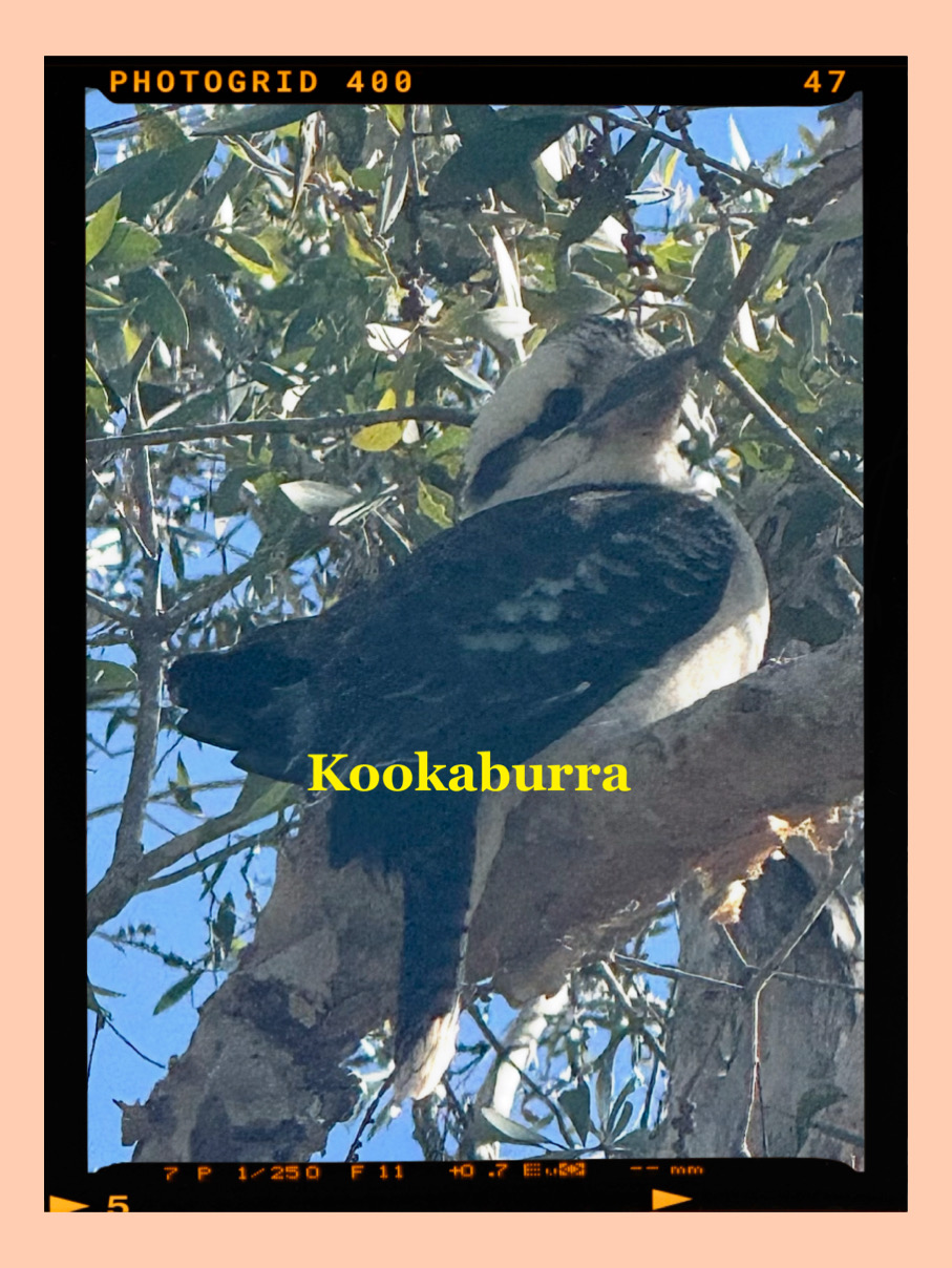 Fun With Kids Wellbeing Family Day Care Centre photo
